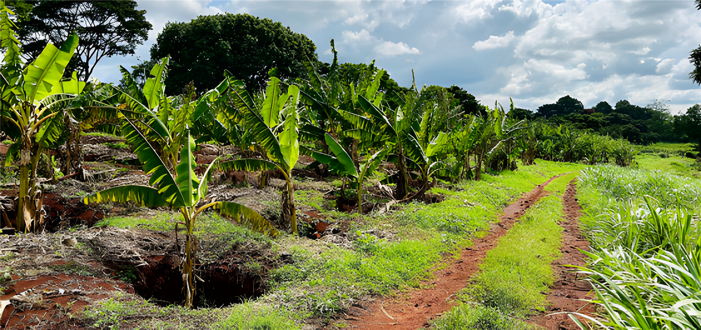 Coffee farm tour