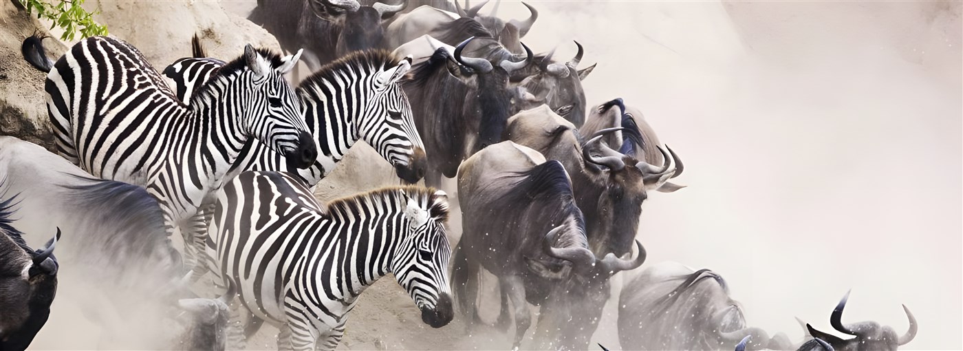 Wildebeest and zebras during migration
