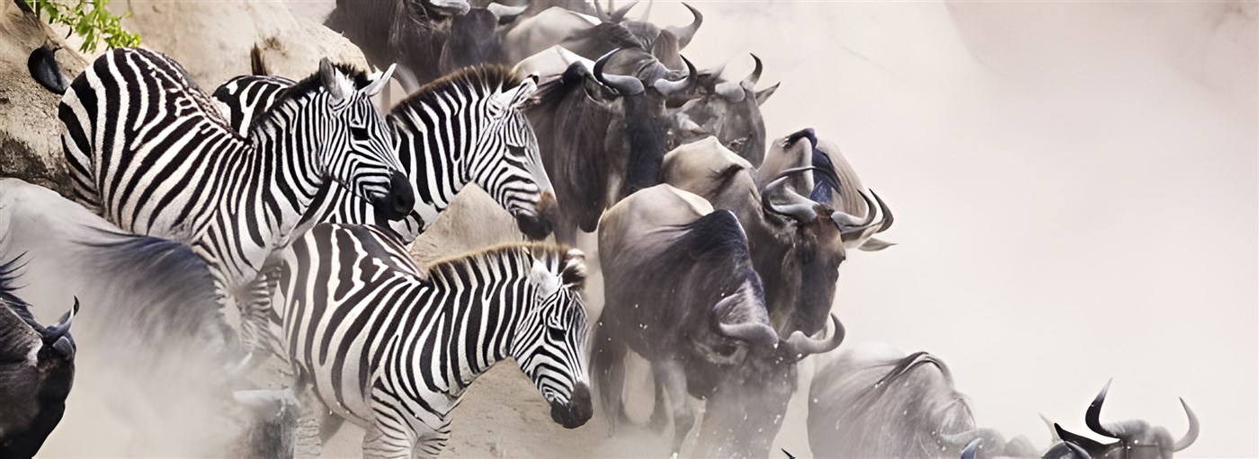 Wildebeest migration