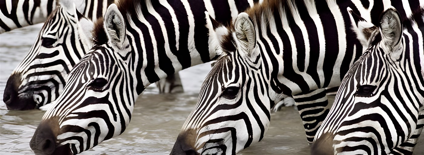 Zebras drinking in Tanzania