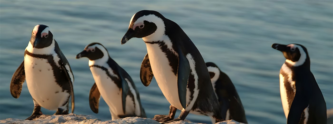 Penguins in South Africa