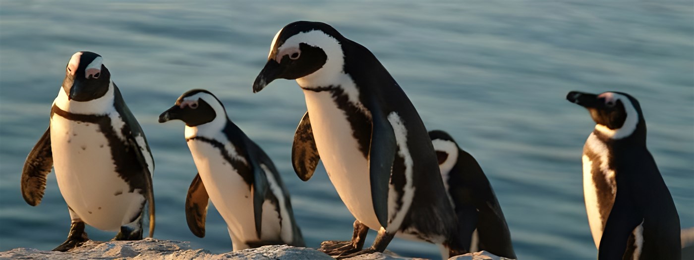 Penguins in South Africa