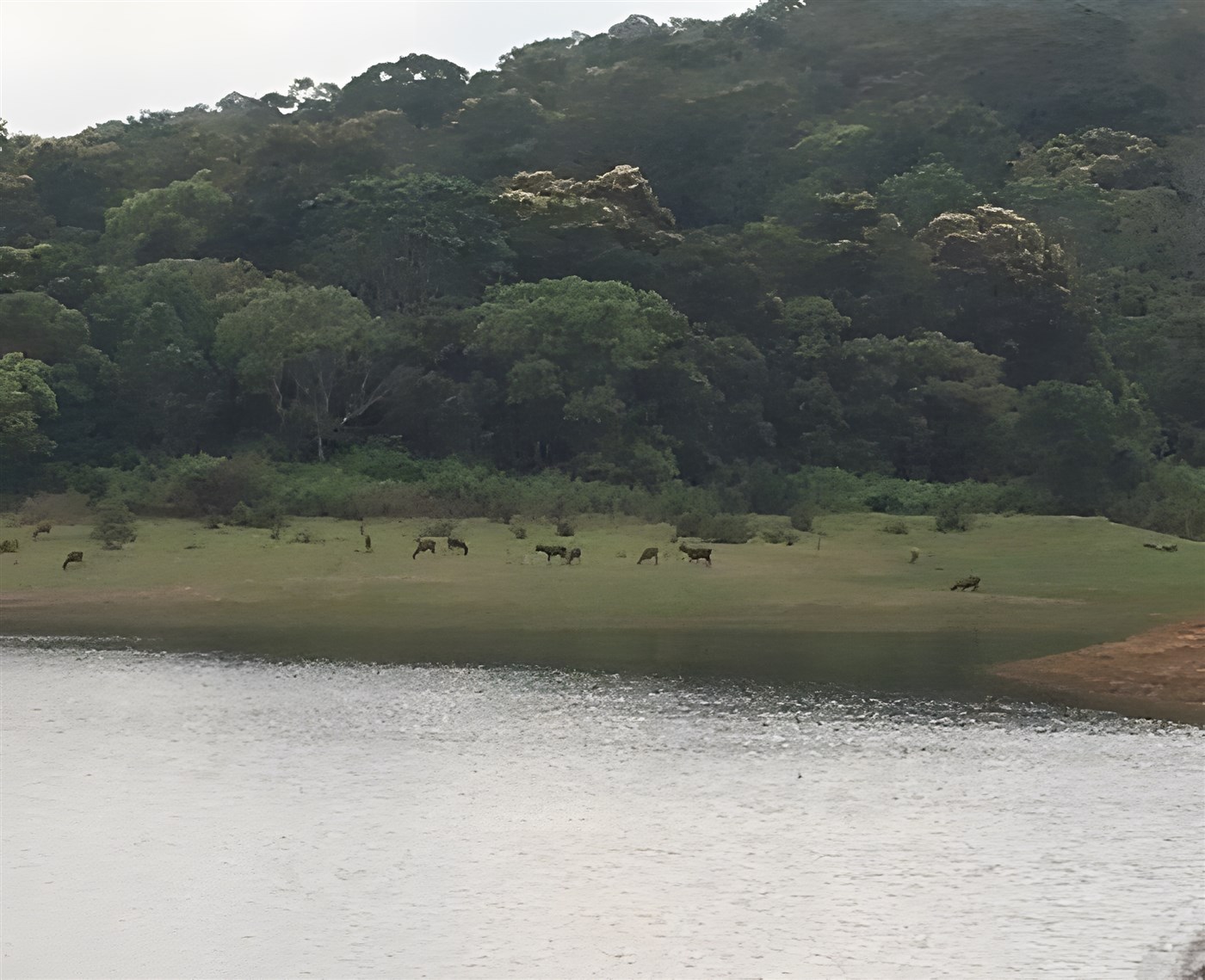 Animals beside Periyar Lake