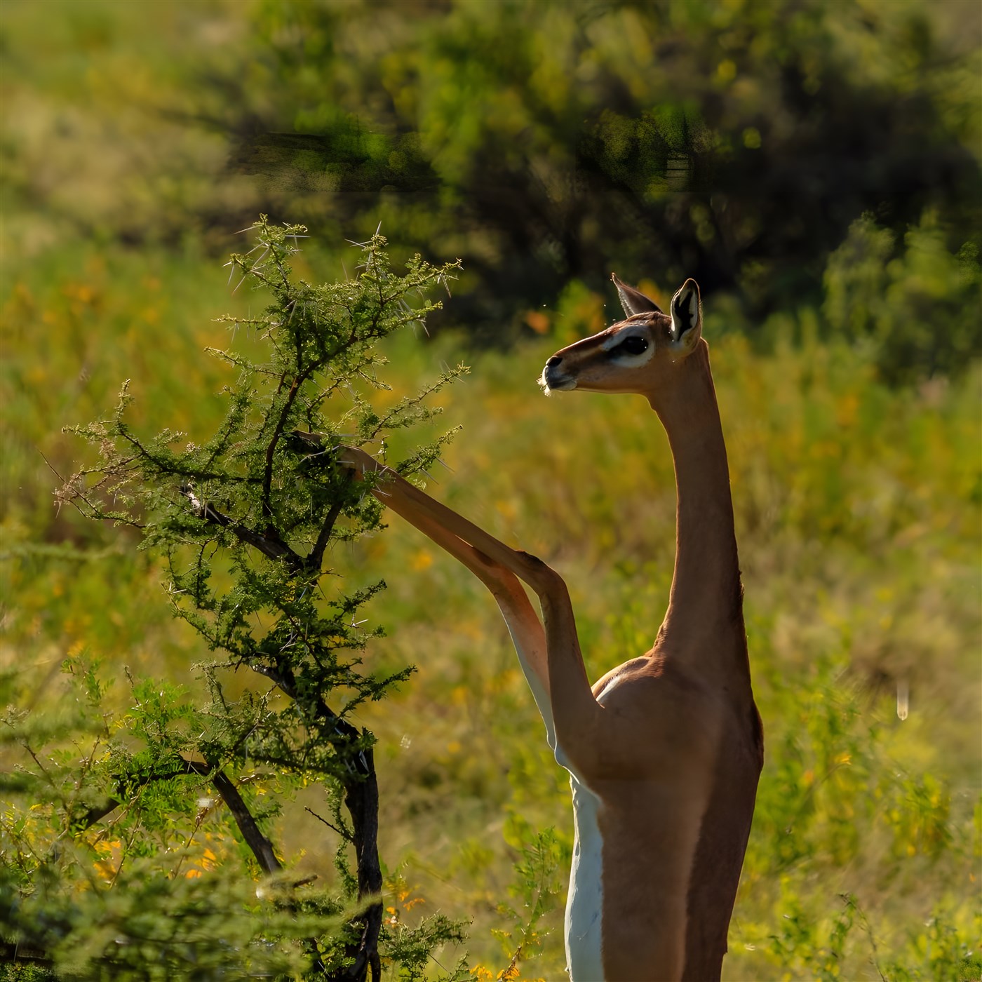 The Gerenuk or 'giraffe gazelle' standing on it's hindlegs
