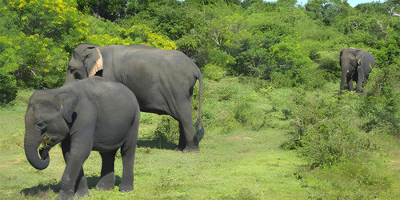 Asian Elephants in Sri Lanka