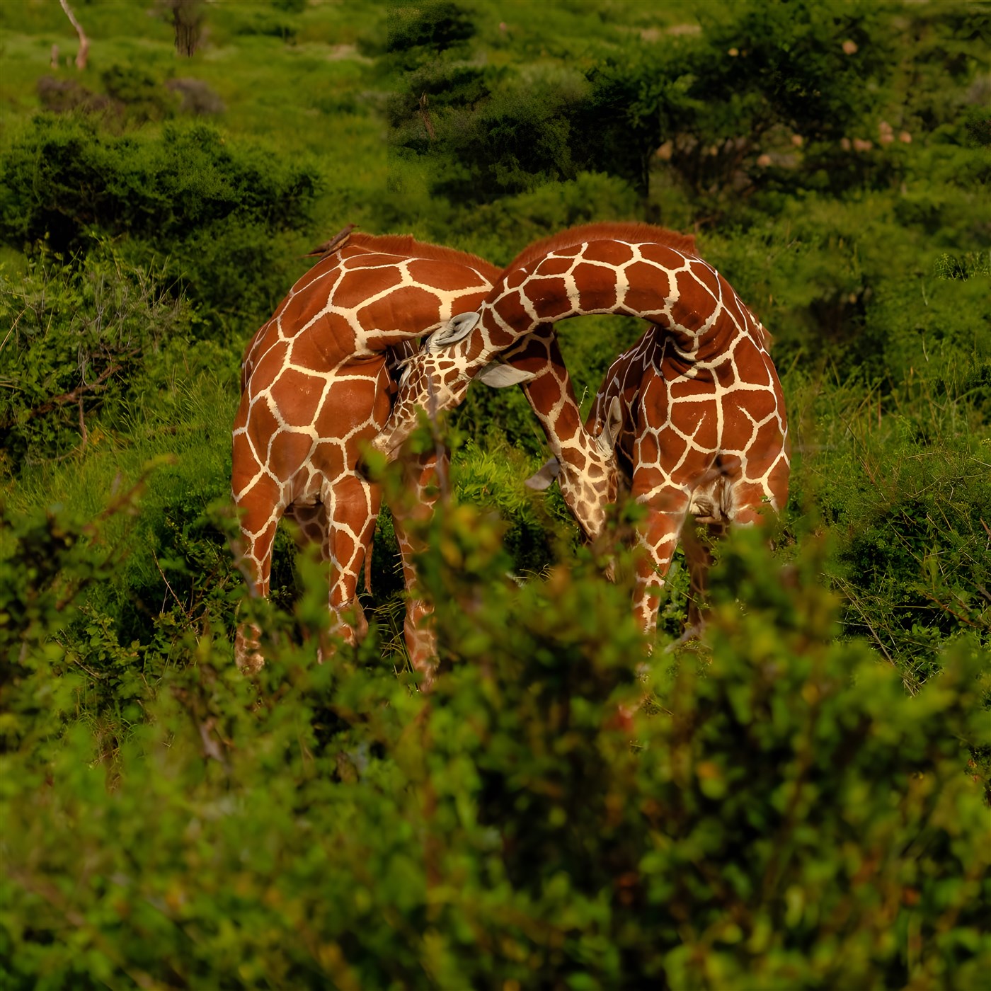 Reticulated Giraffes