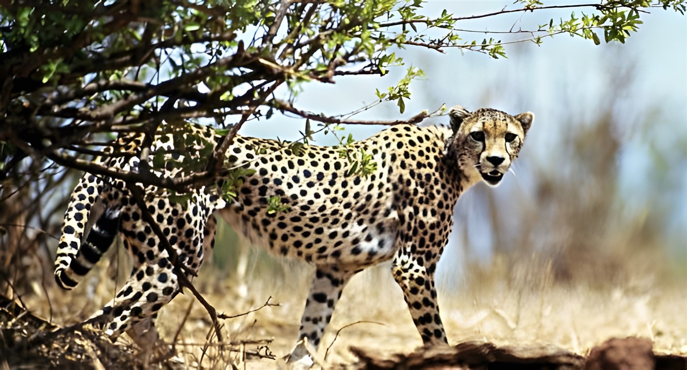 Cheetah in Tanzania