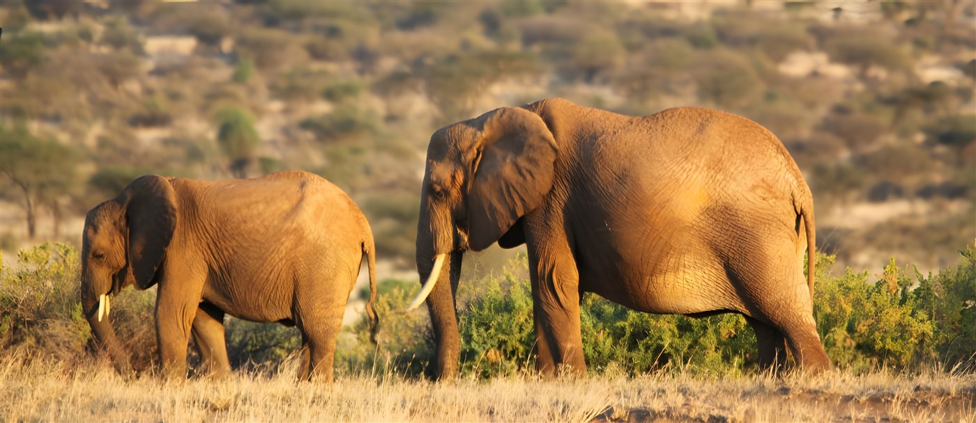 Two beautiful Elephants in Kenya