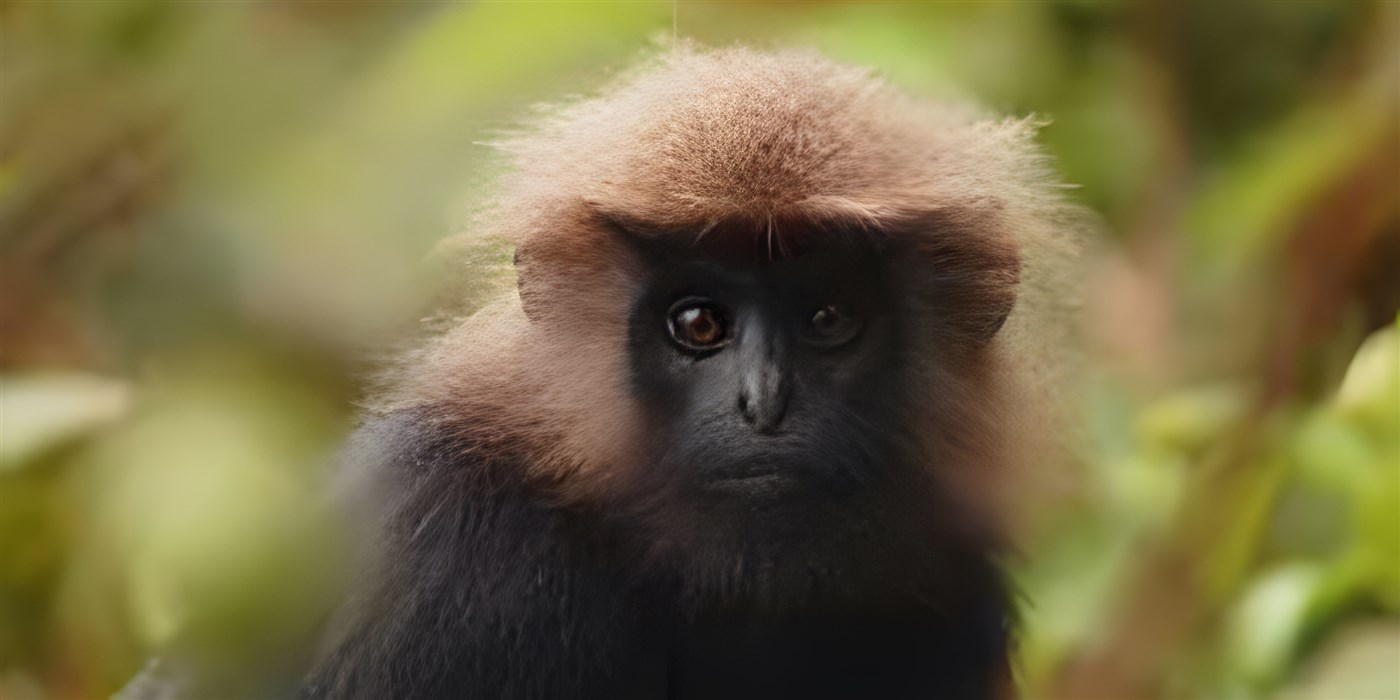 Wildlife in Kerala