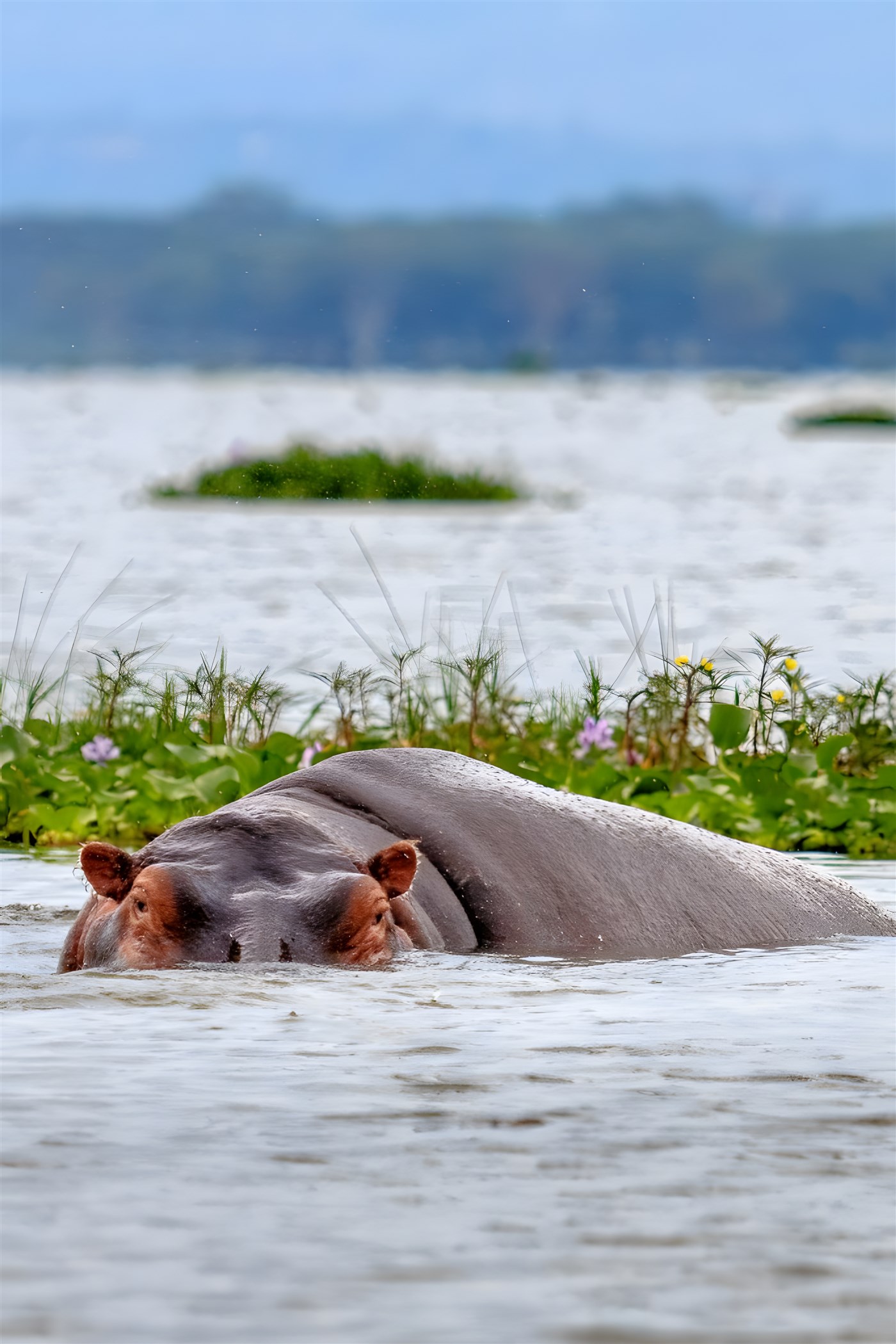 A Hippo in Crescent Lake, Naivasha