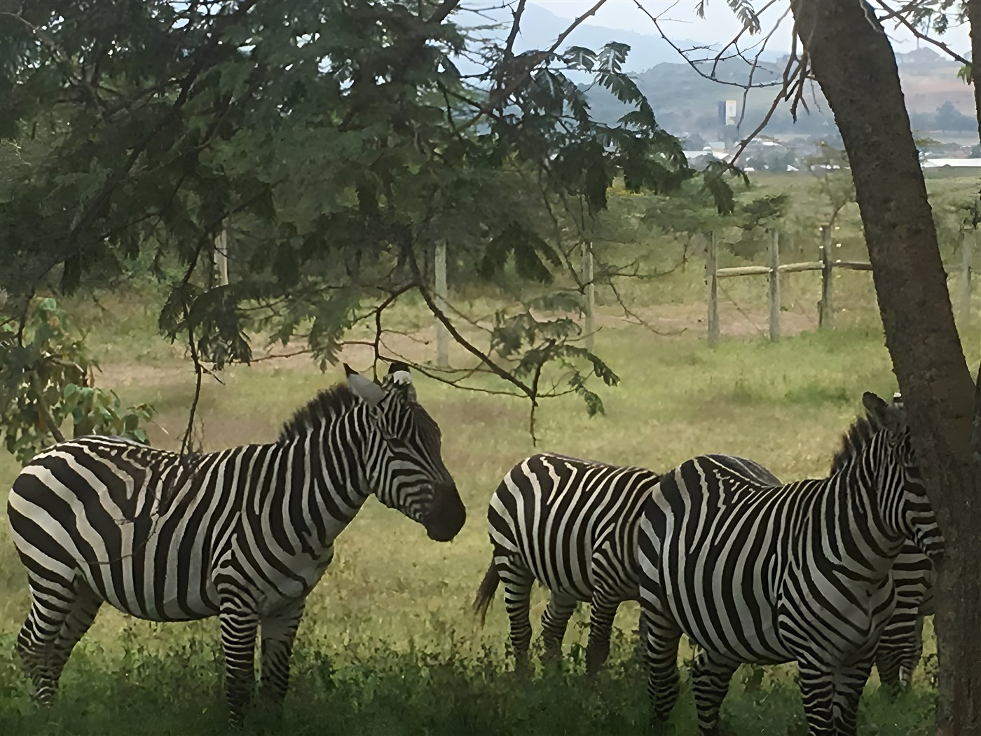 Zebras on a Kenya Safari