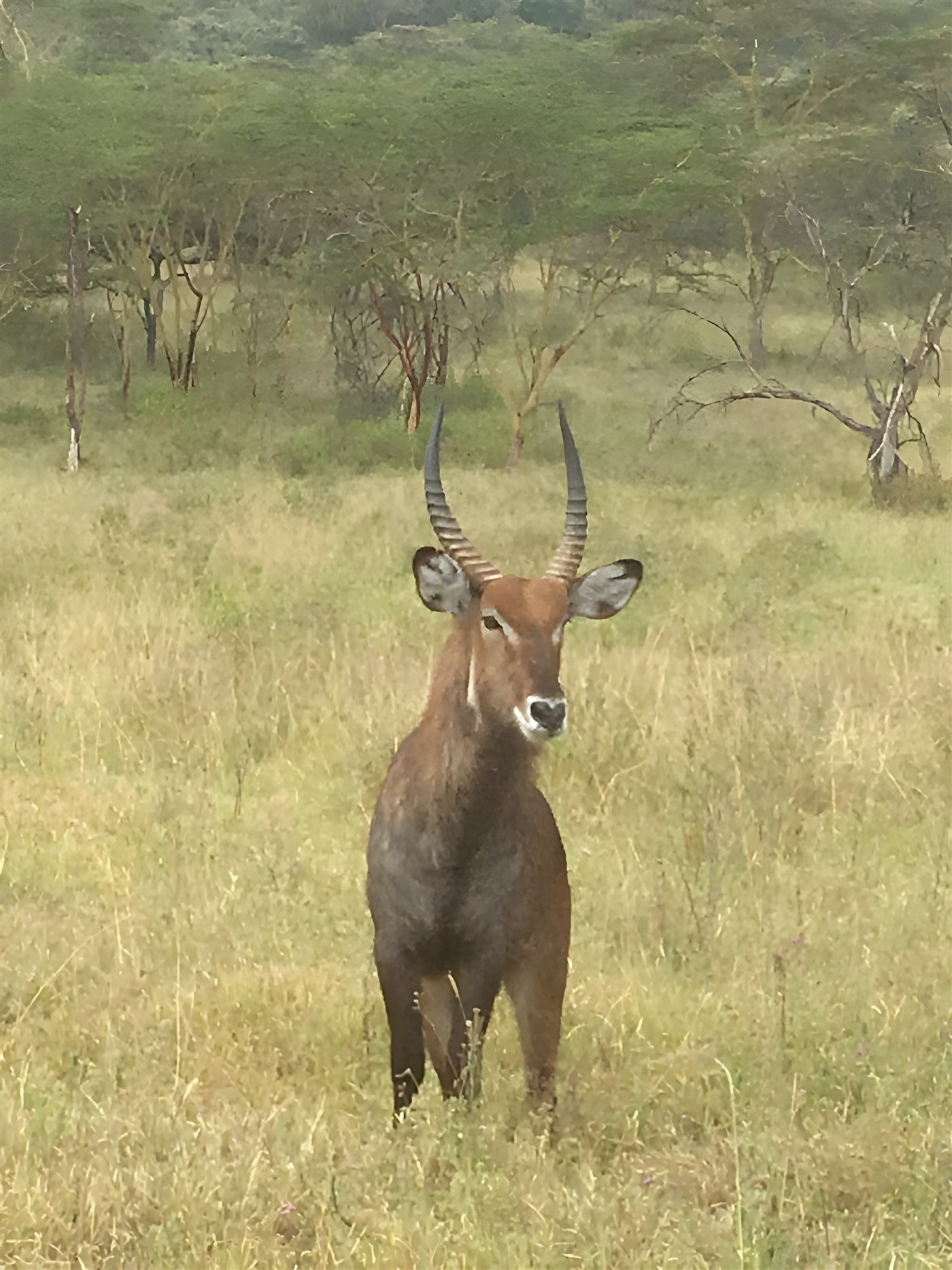 Safari in Kenya