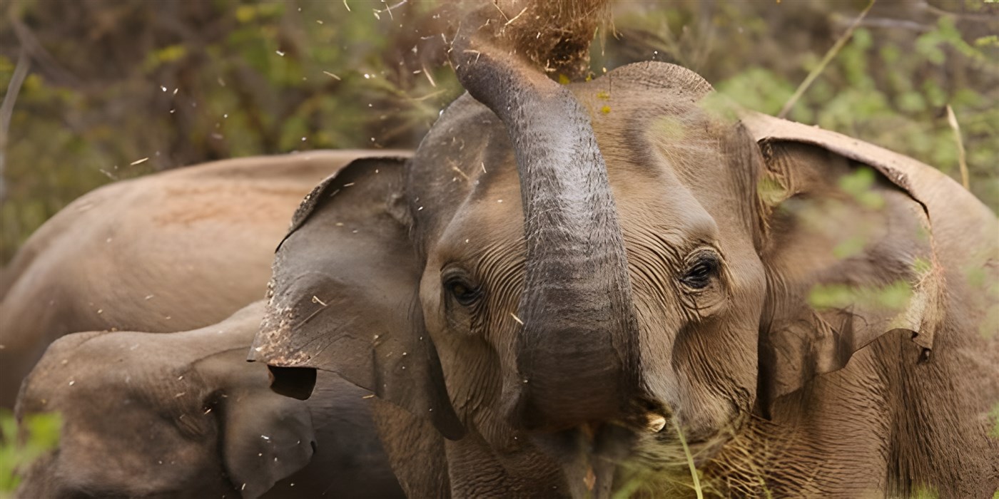 Elephants in Sri Lanka