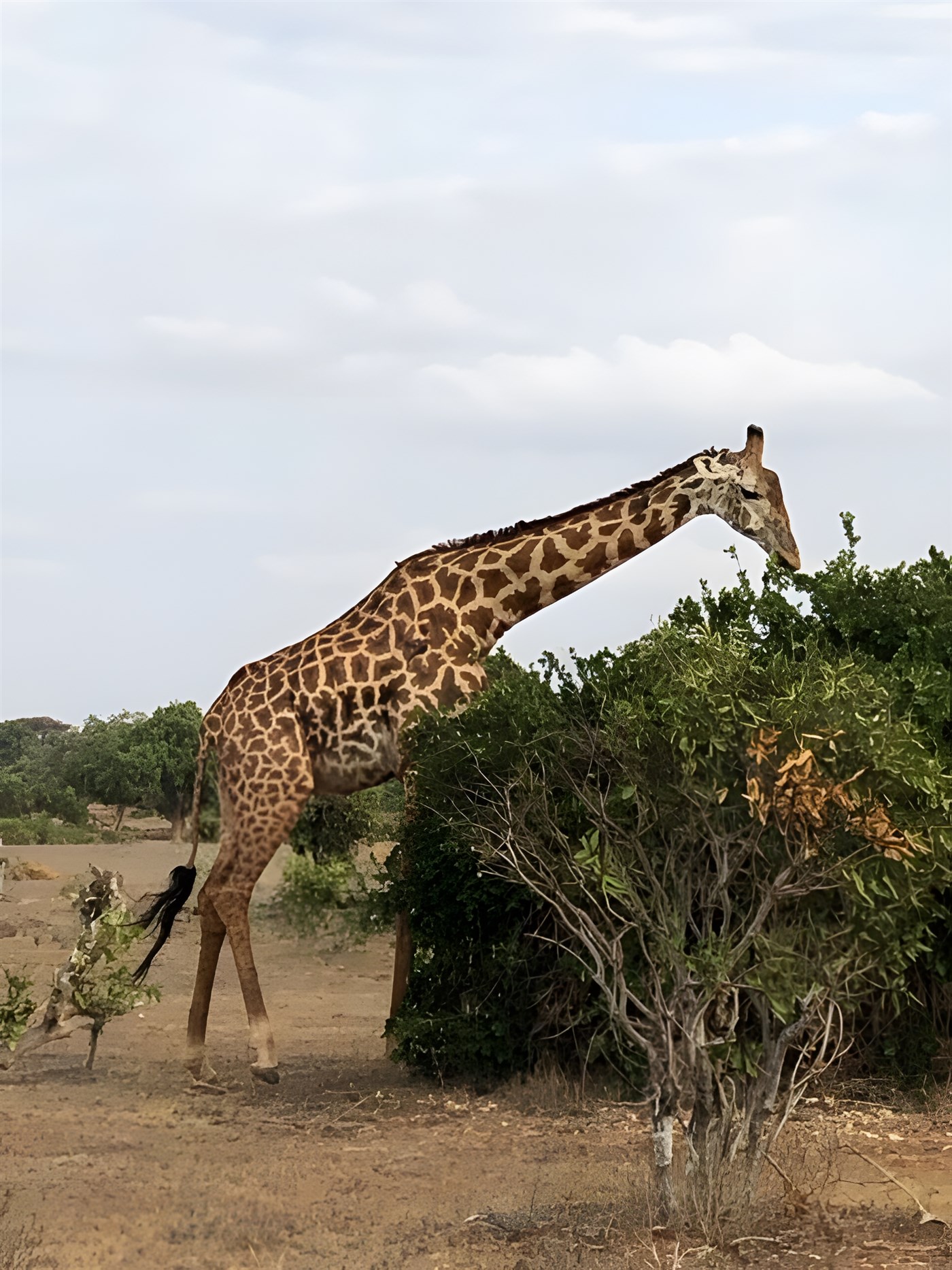 A giraffe feeding