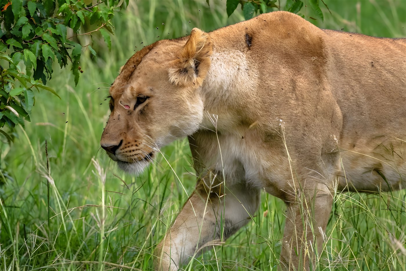 Lioness in Kenya