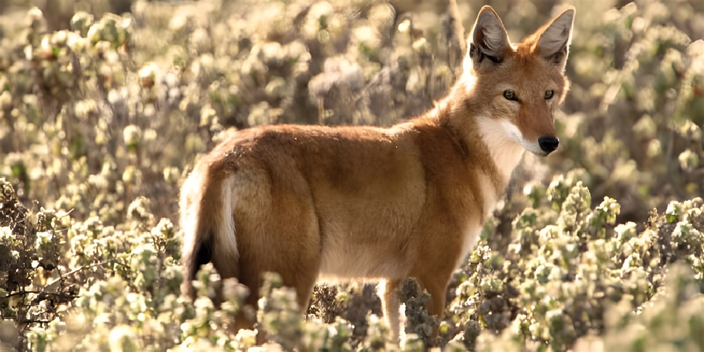 Ethiopian Wolf