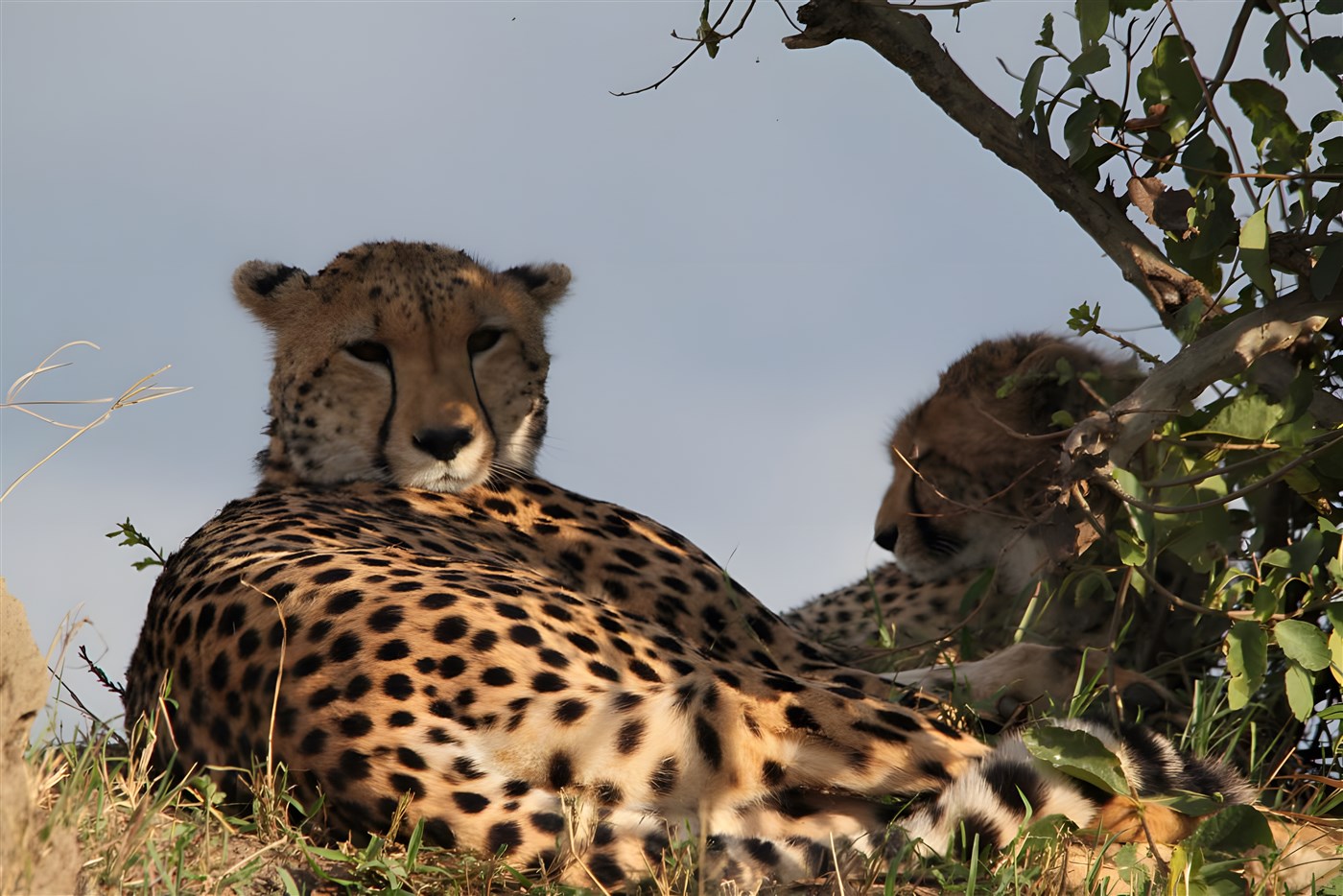 Two cheetahs in Kenya