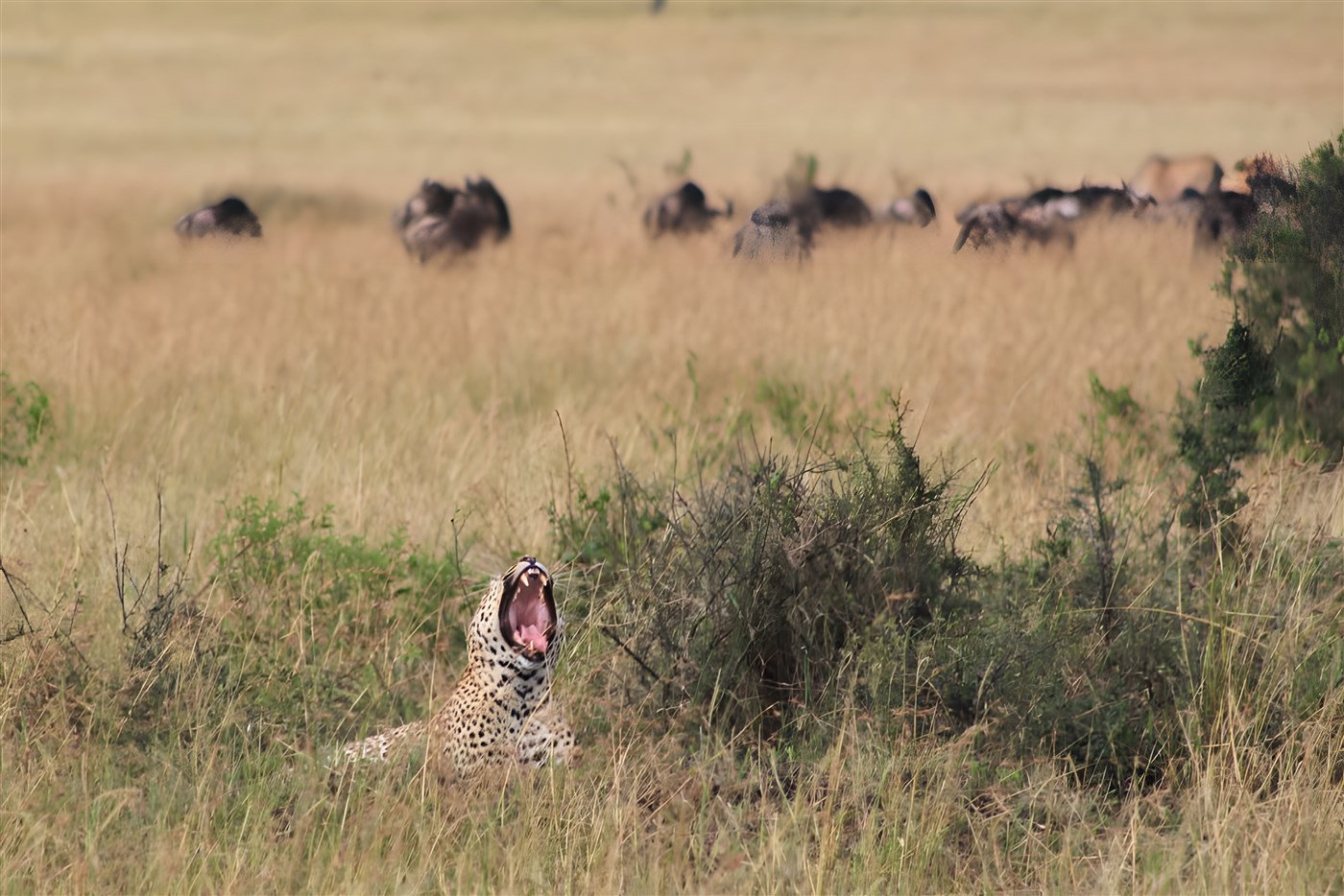 Cheetah yawning in Kenya