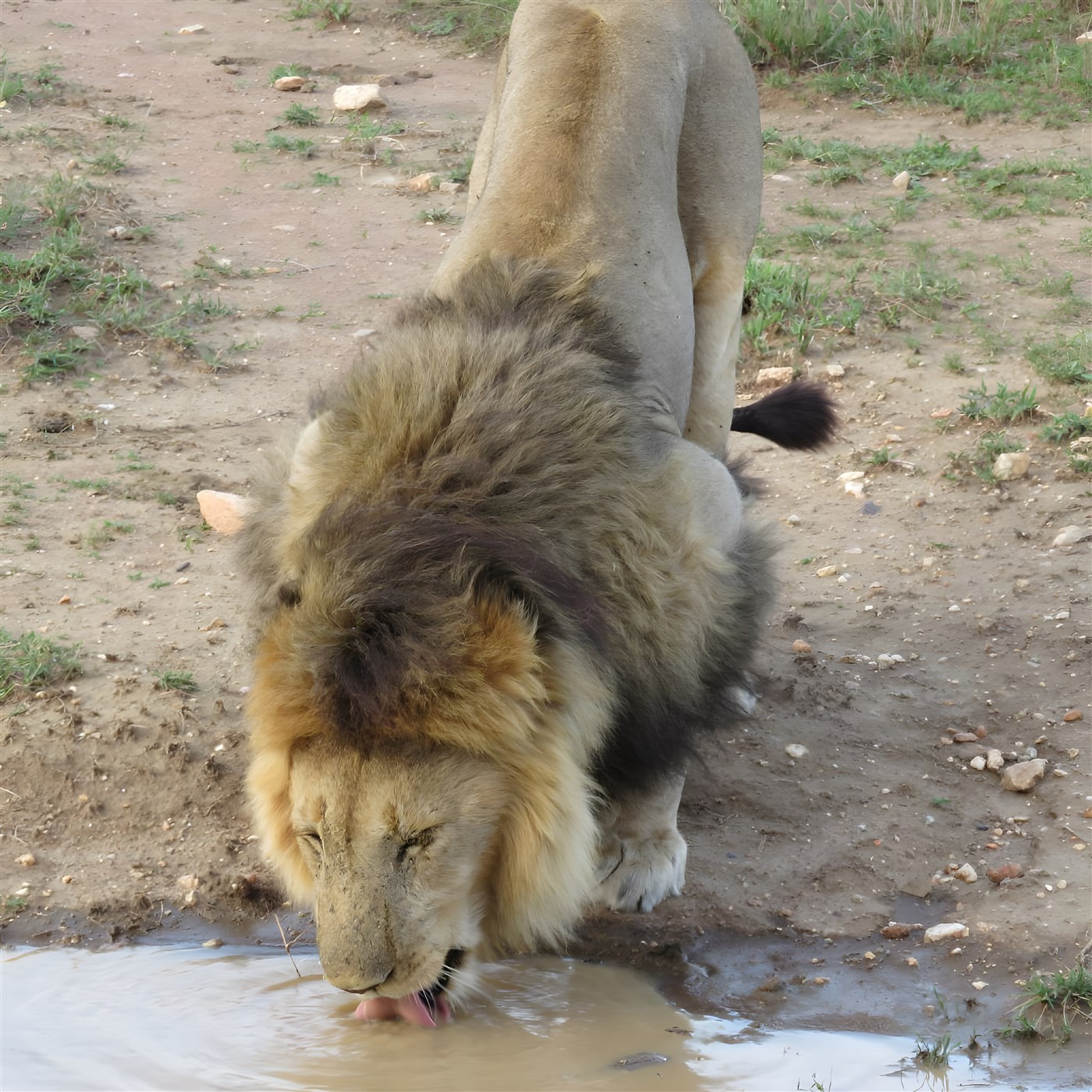 A lion at a water hole