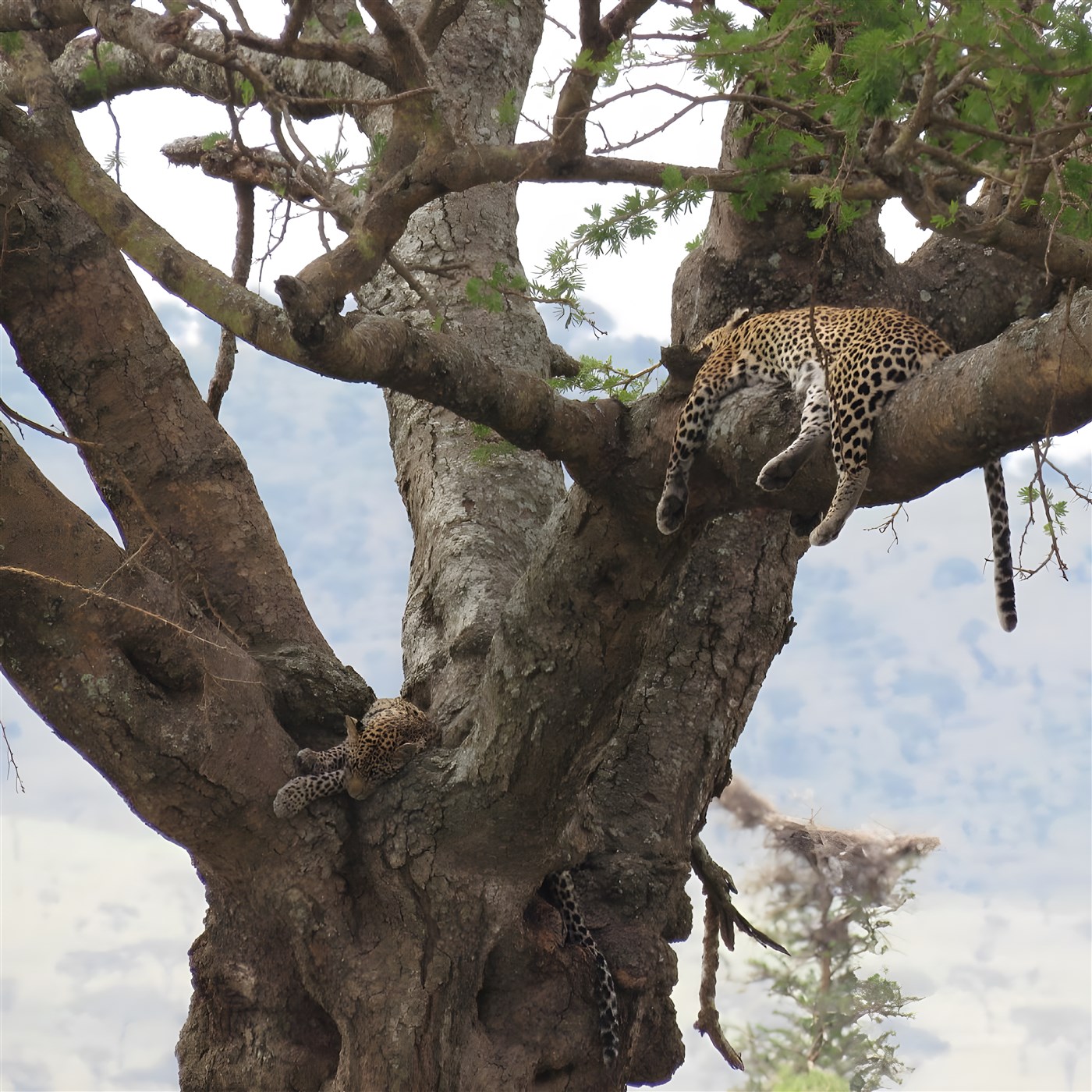 Leopards in a tree