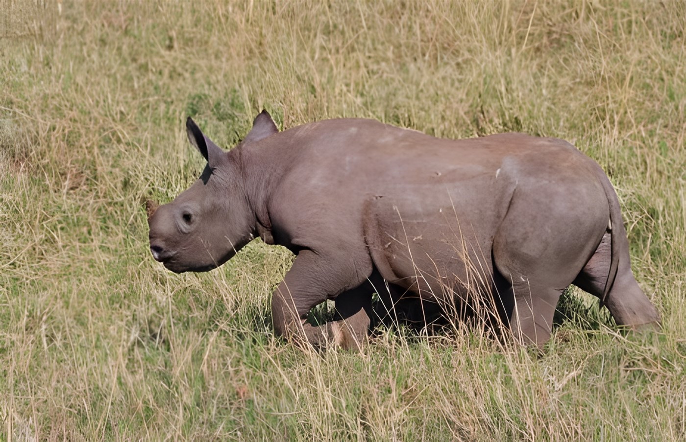 Photo of a black rhino taken in the Tanzania southern circuit game reserves