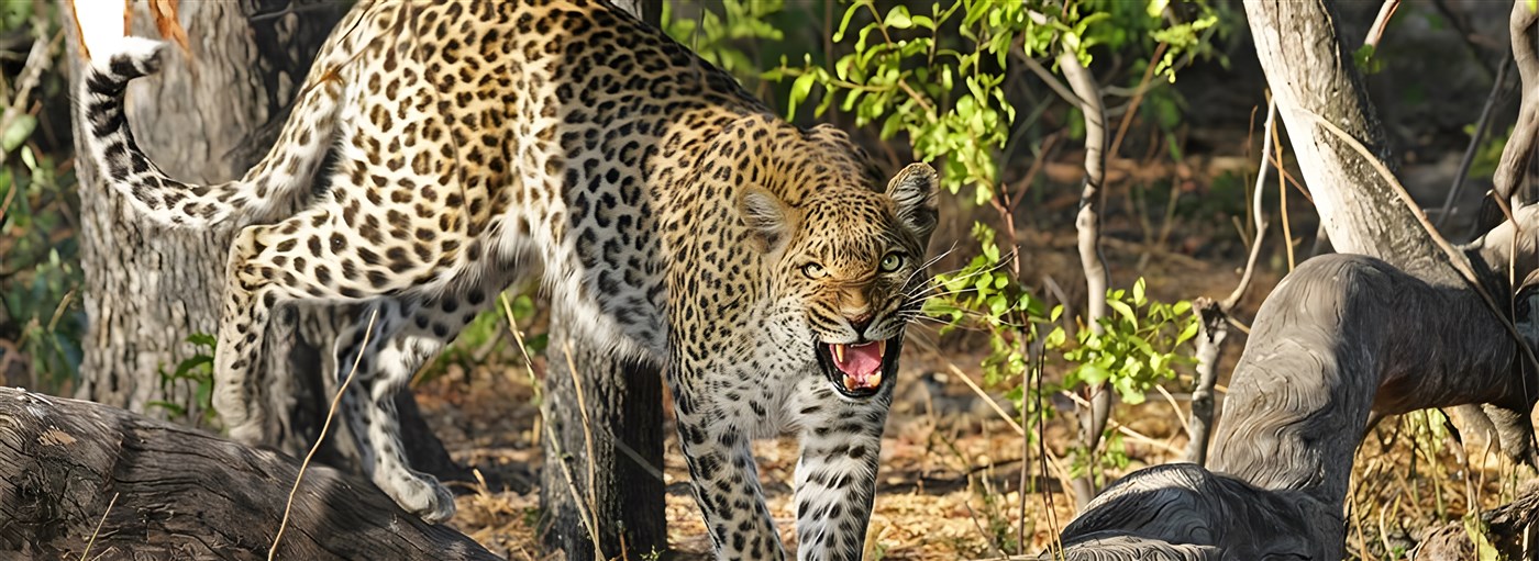 Leopard in Botswana
