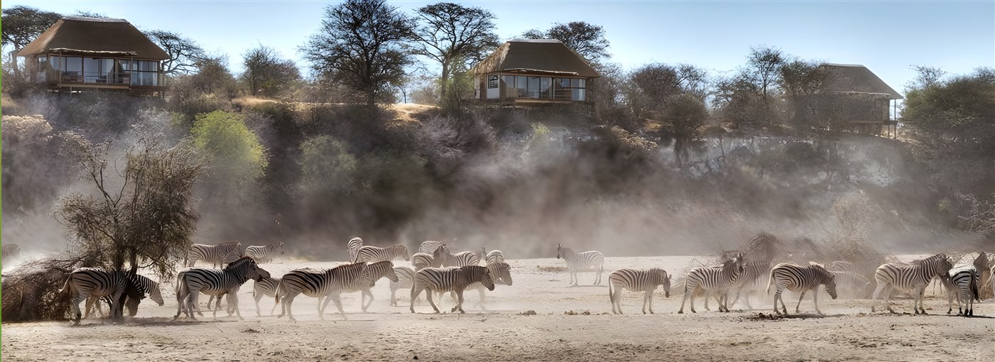 Herd of zebras in Botswana