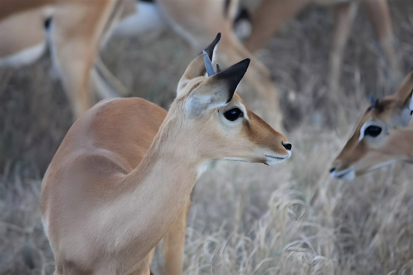 Beautiful deer in Tanzania