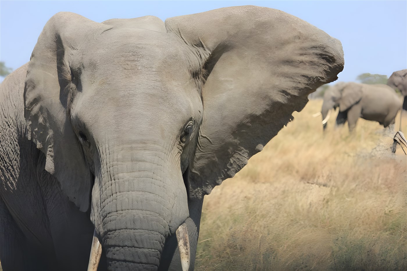 Huge elephant
