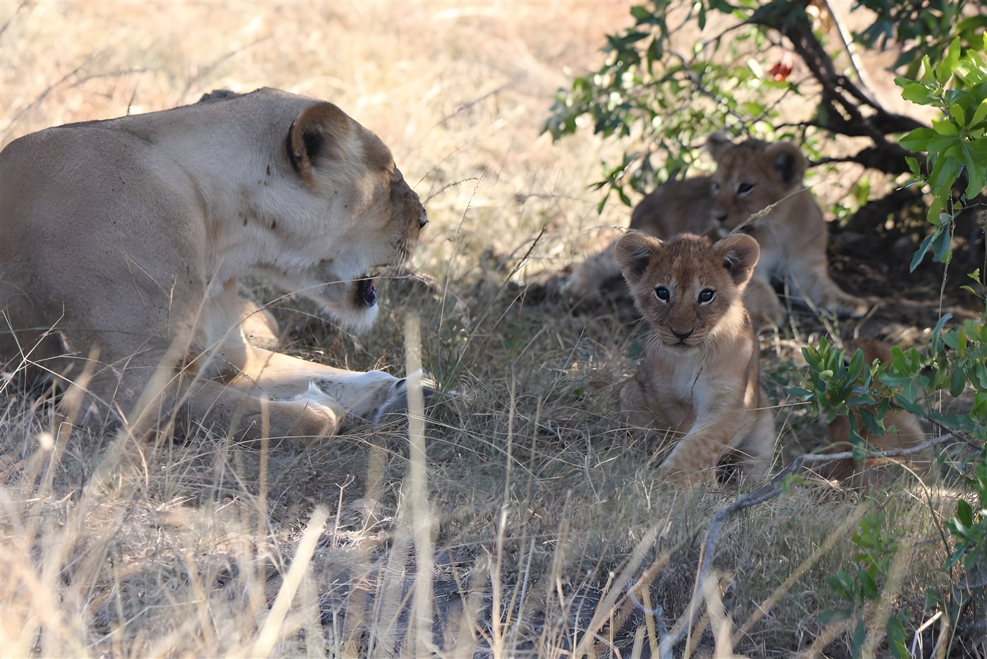 A lioness and her cubs in the Masai Mara