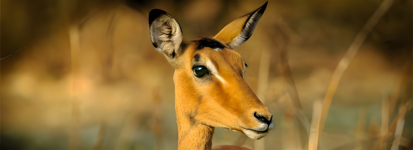 Beautiful impala