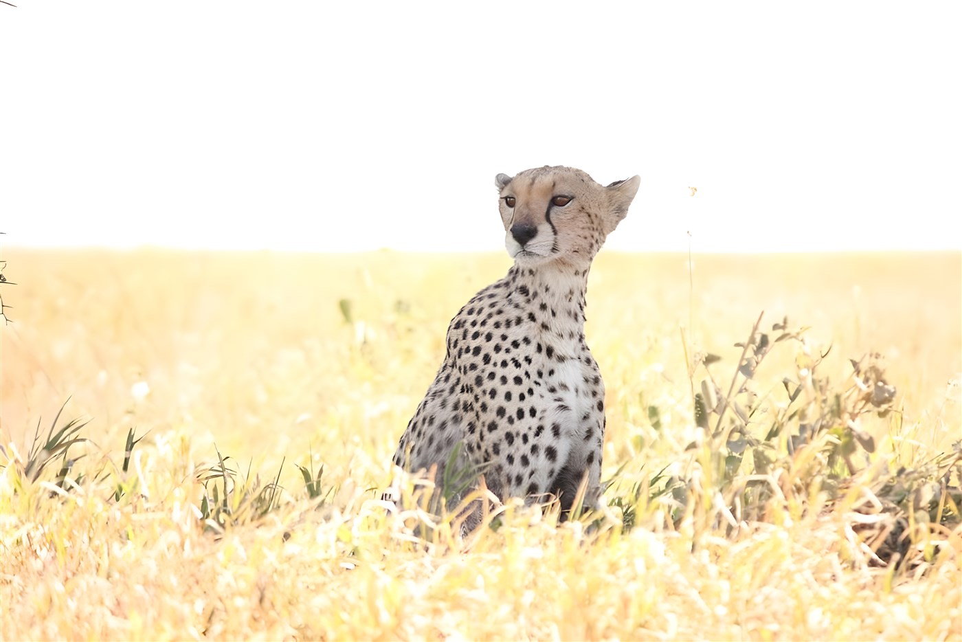 Cheetah in Tanzania