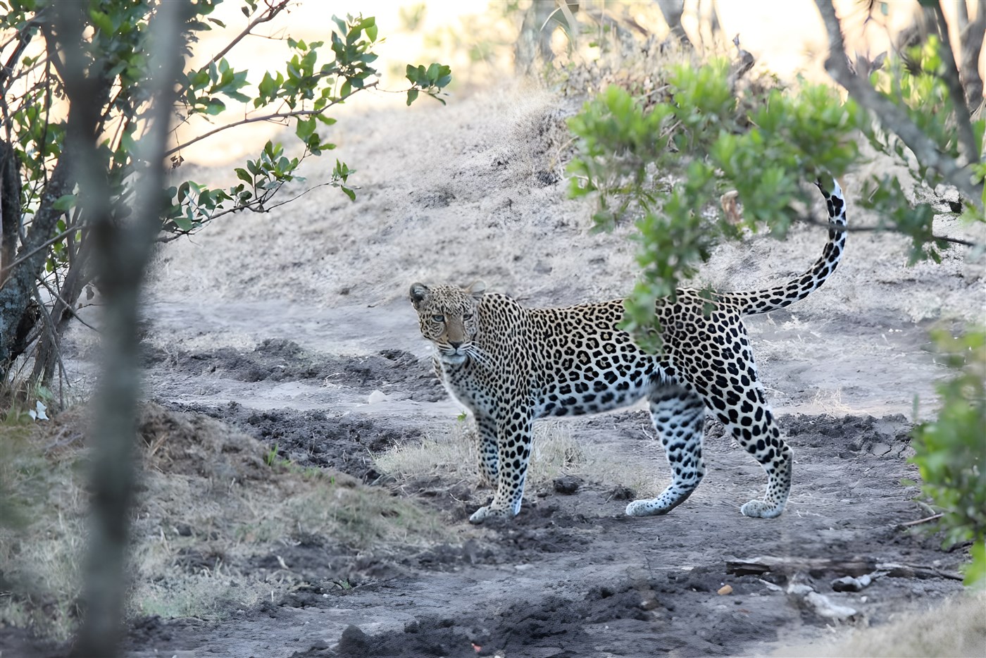 Leopard in the Masai Mara, Kenya
