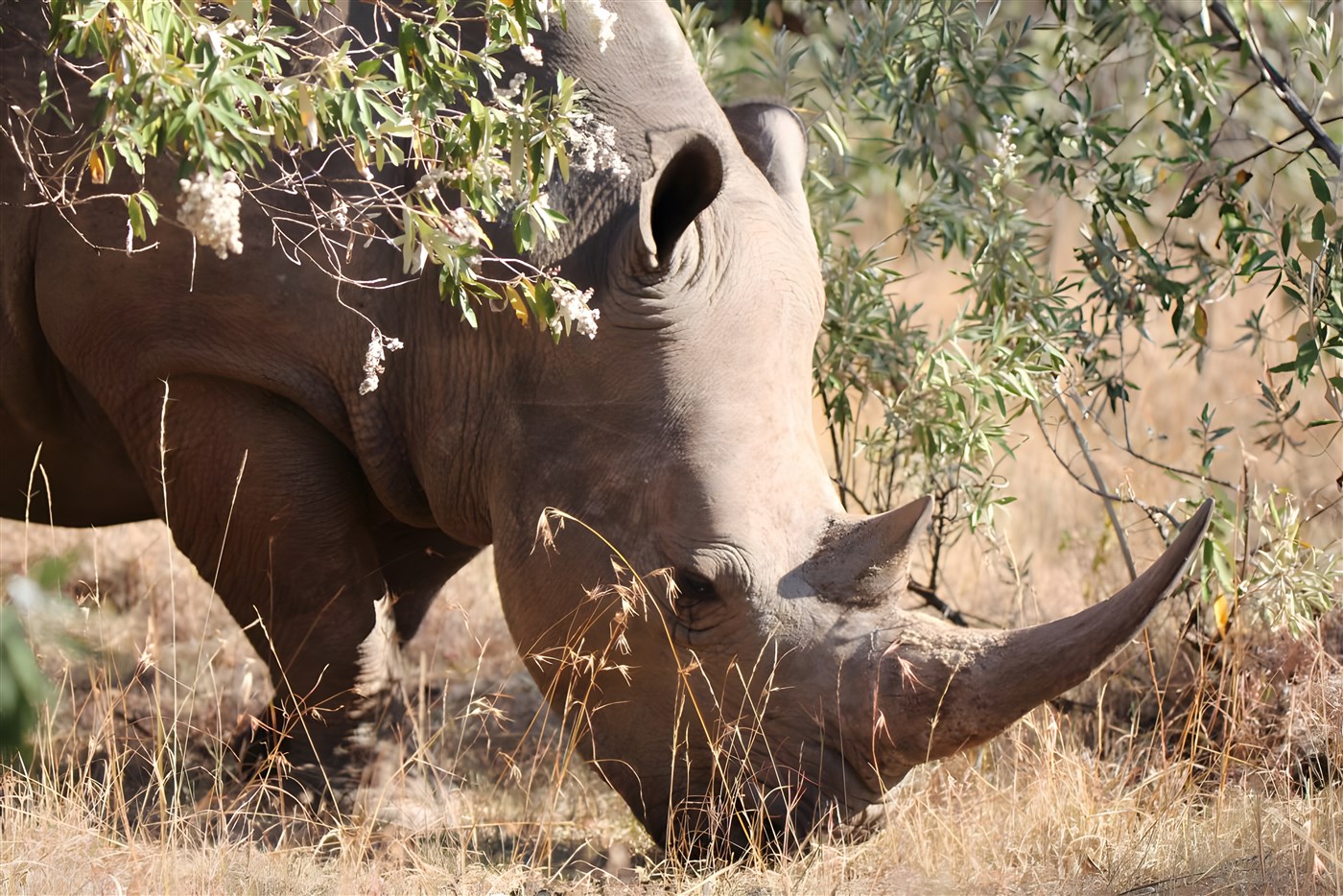 A rhino in the Masai Mara