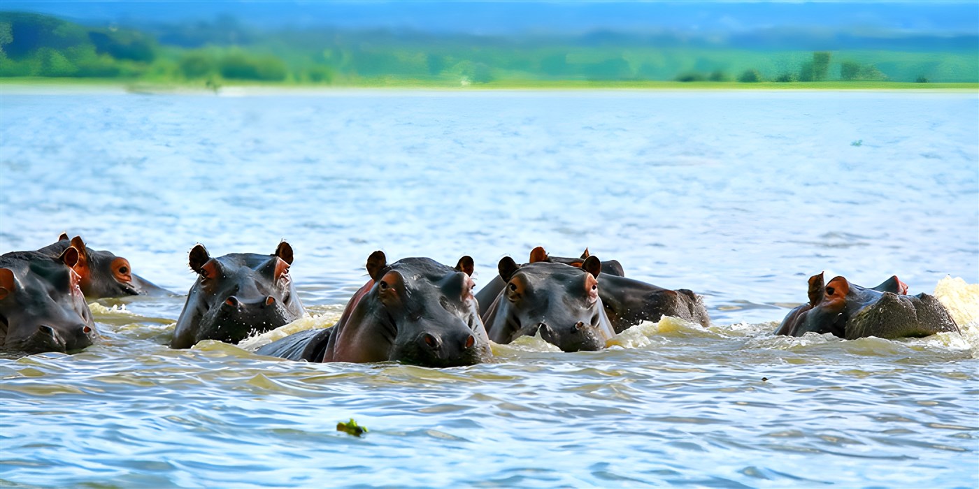 Hippos in Kenya