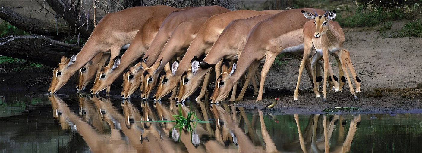 Impalas drinking in Kruger National Park, South Africa