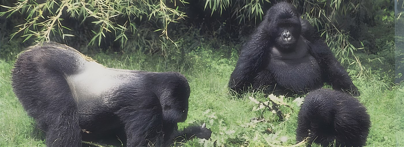 3 gorillas in Uganda