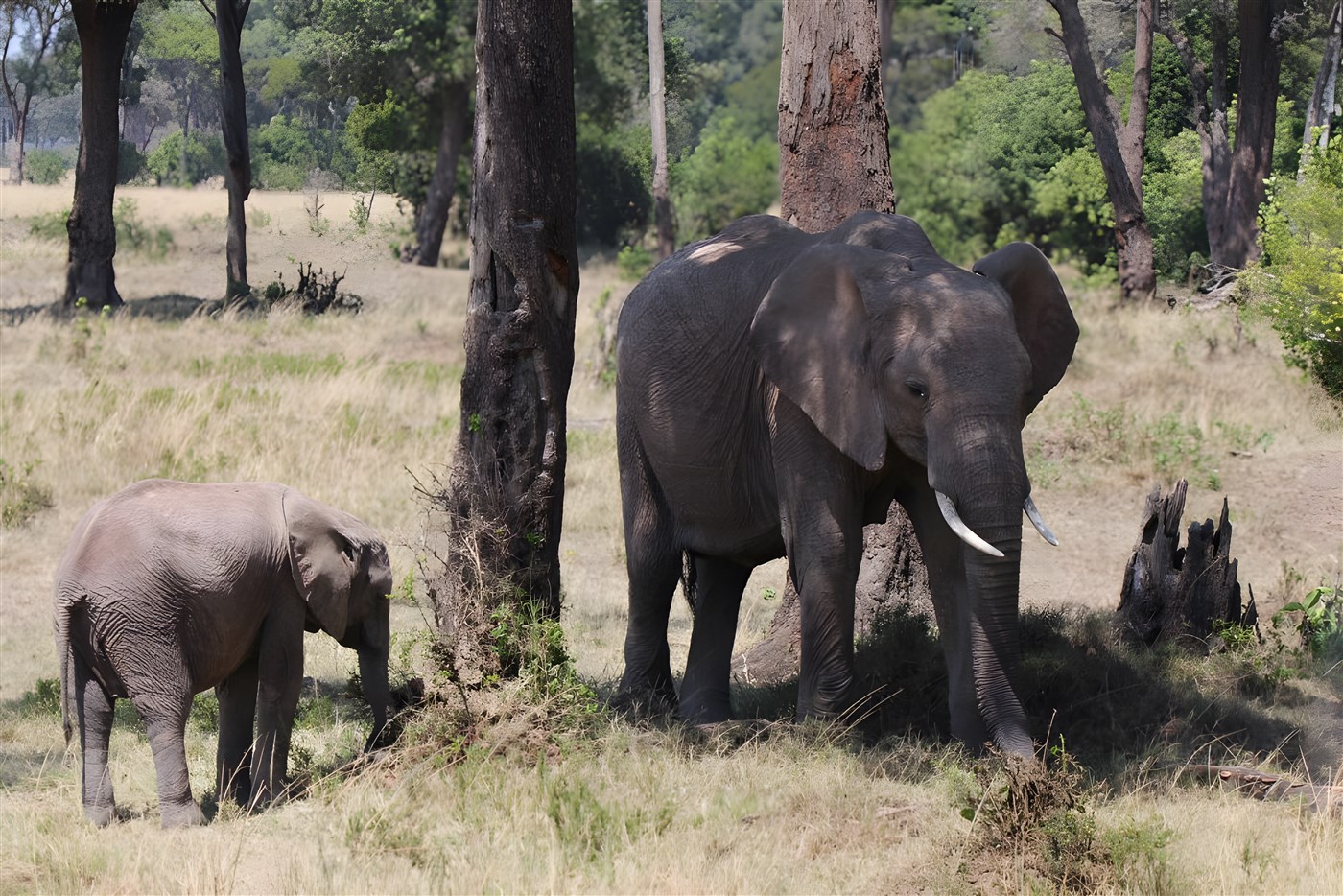 Elephants in the Masai Mara