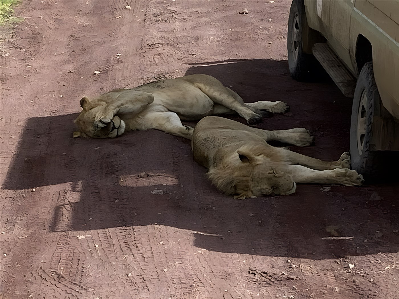 Lions having a snooze in the shade