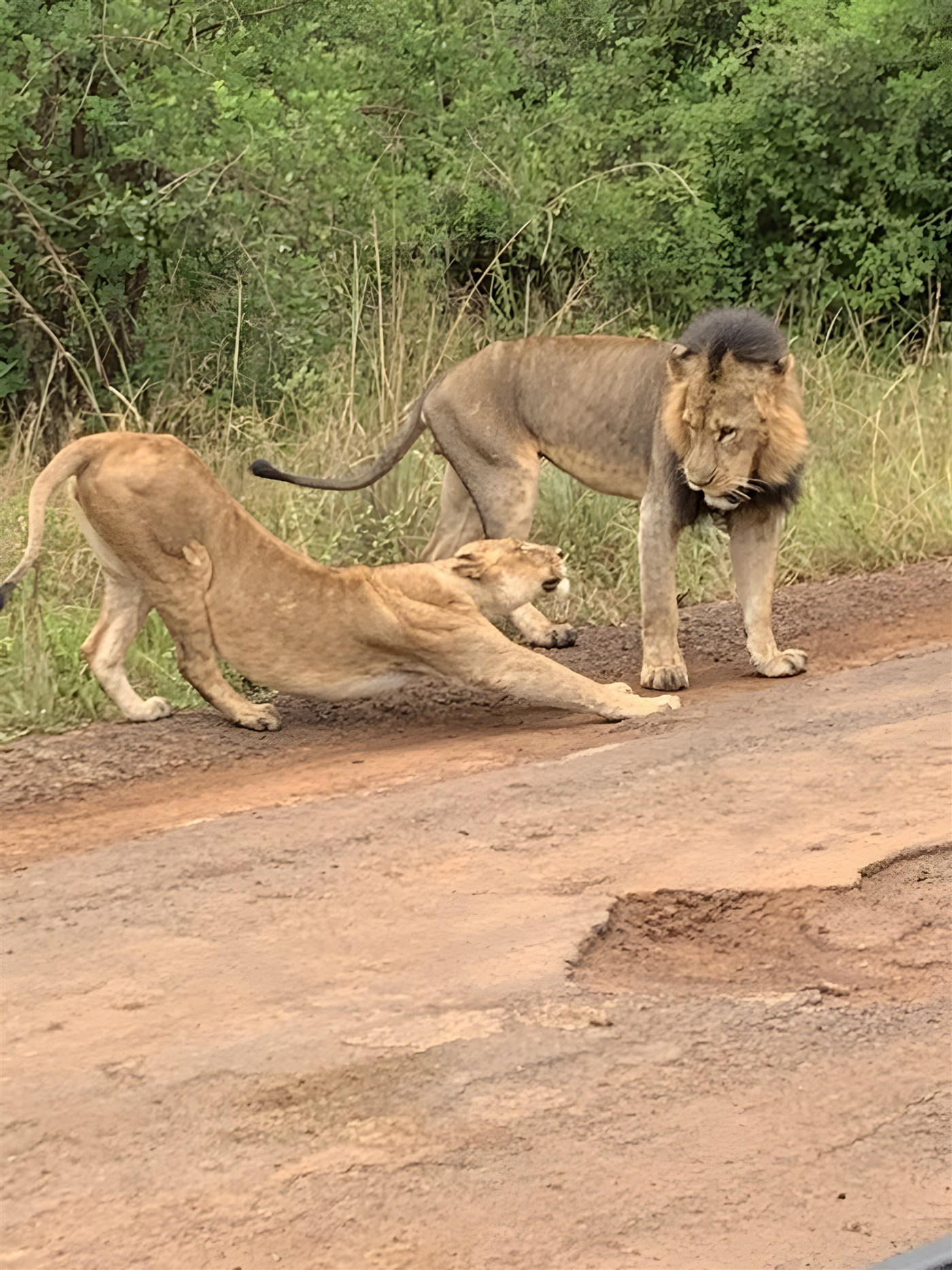 Lions stretching