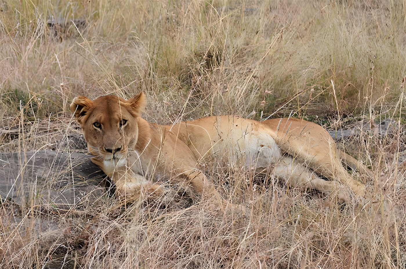 Lion in Kenya
