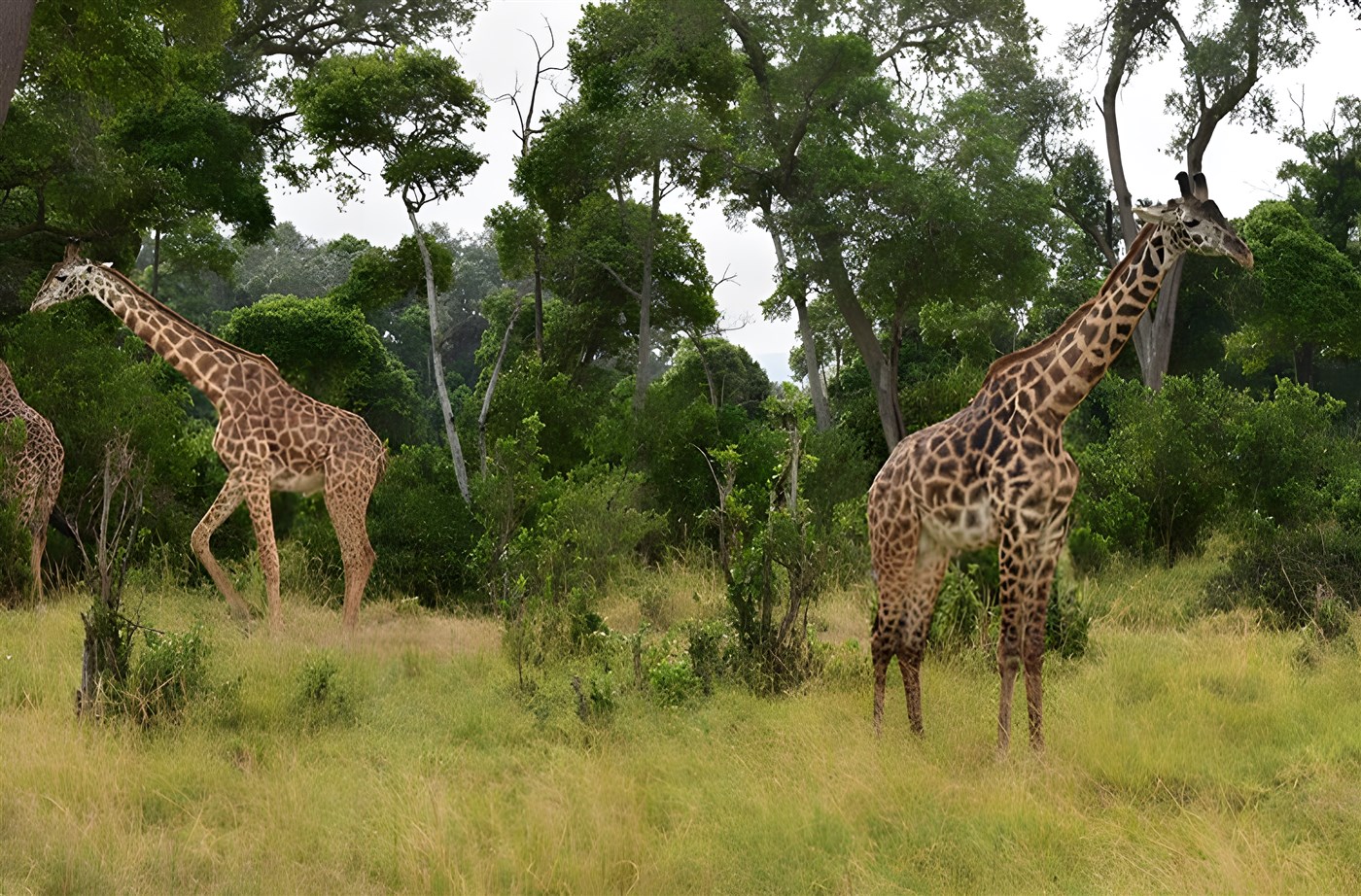 Two giraffes