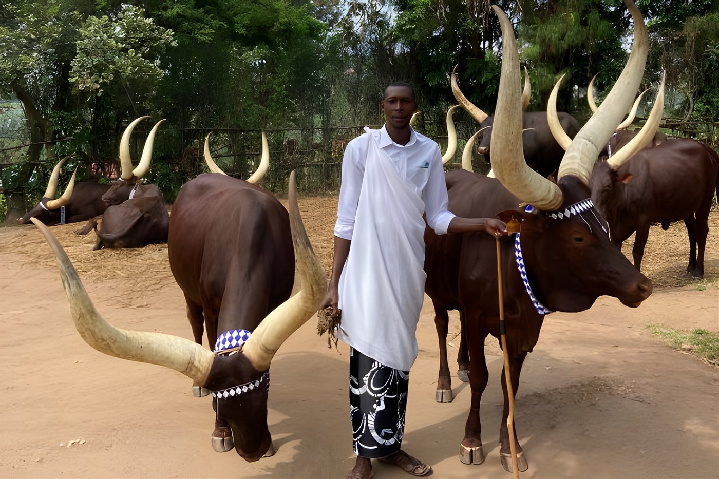 Inyambo cows - long horned cows highly regarded in Rwandan culture and have played a significant role in the country's history and traditions