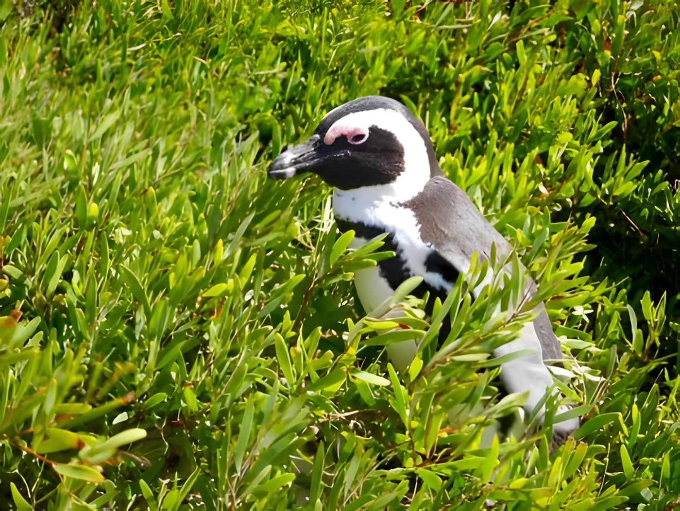 Penguin in Cape Town