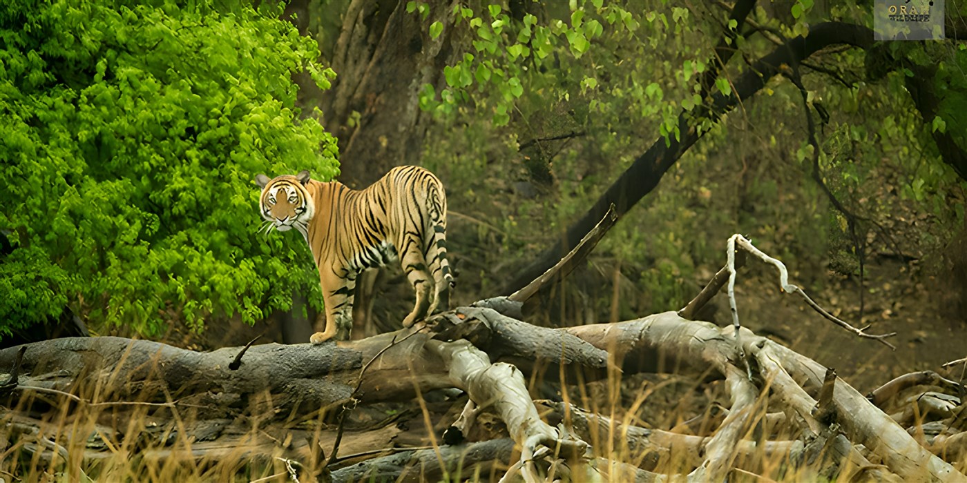 Tiger in India