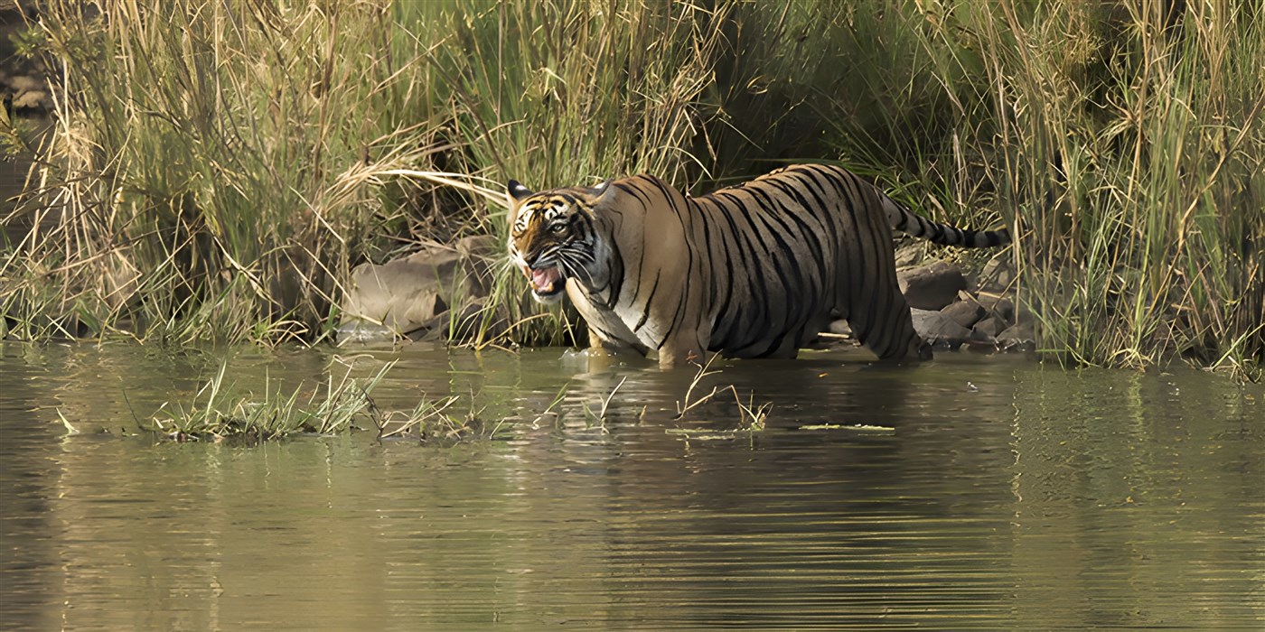 Tiger in the water in Ranthambore, India