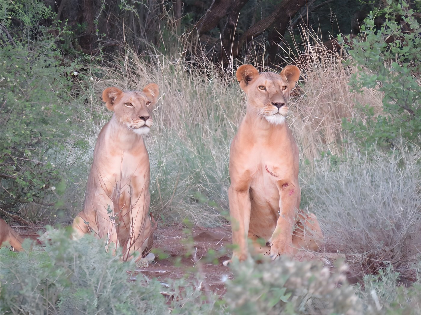 Two young lions in the Kenyan bush