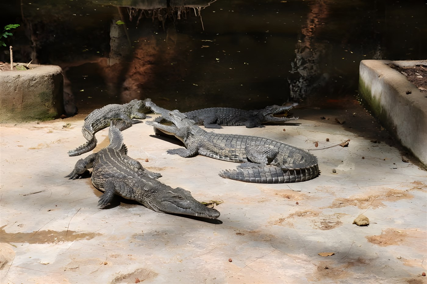 Crocodiles at Haller Park