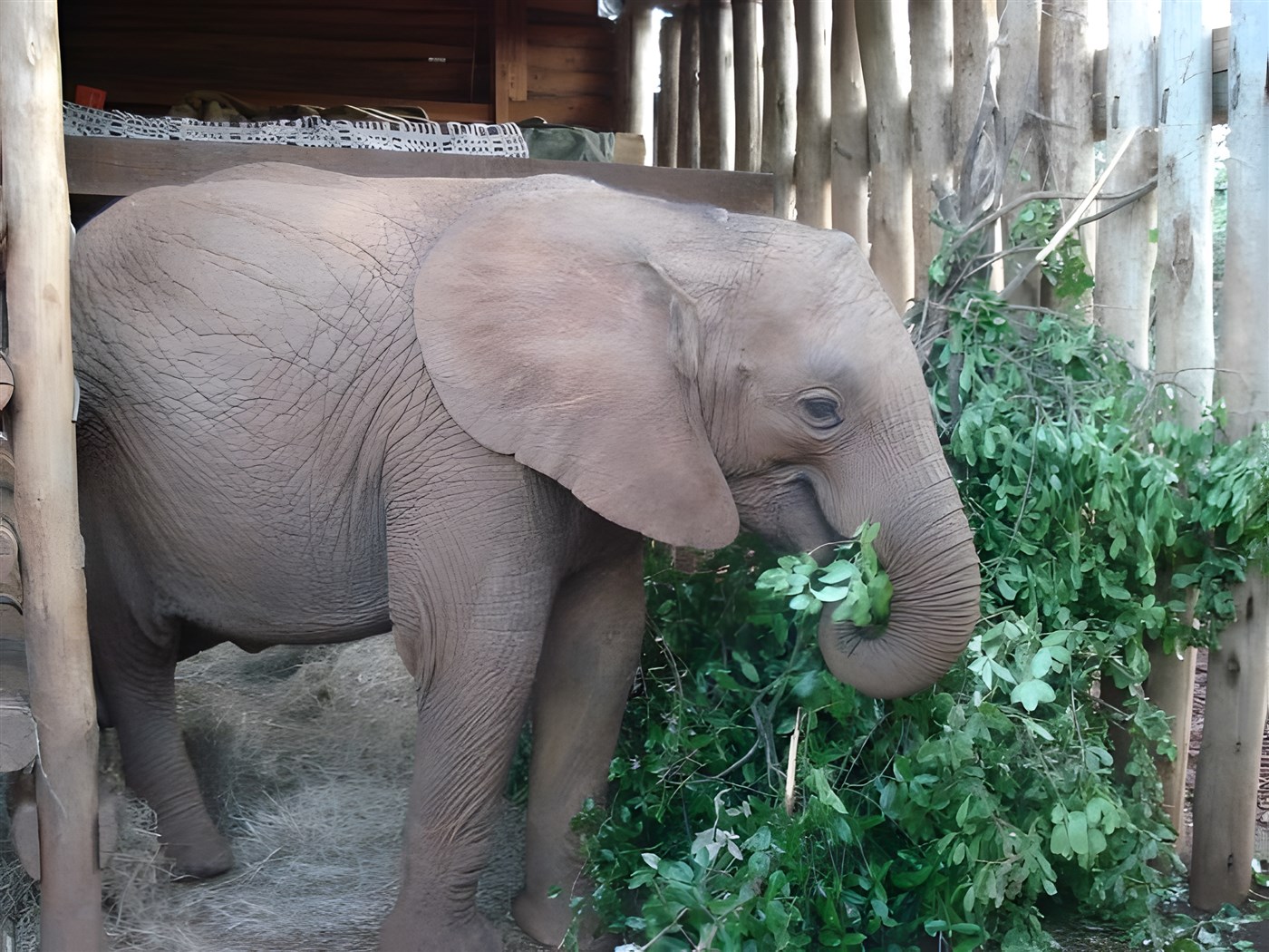 Baby elephant at David Sheldrick Wildlife Trust