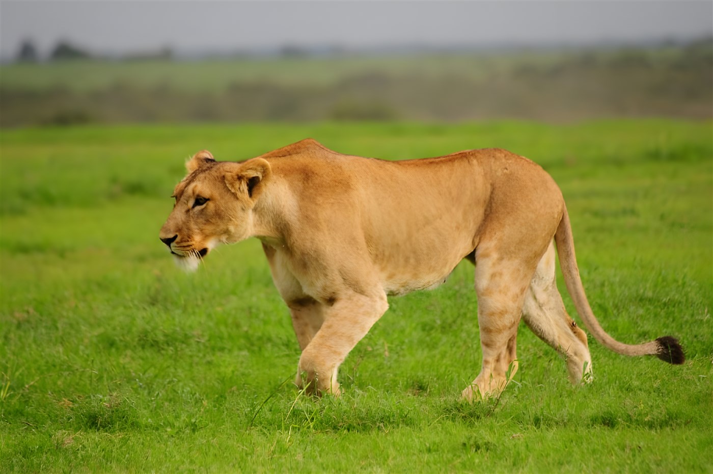 Lioness in Kenya